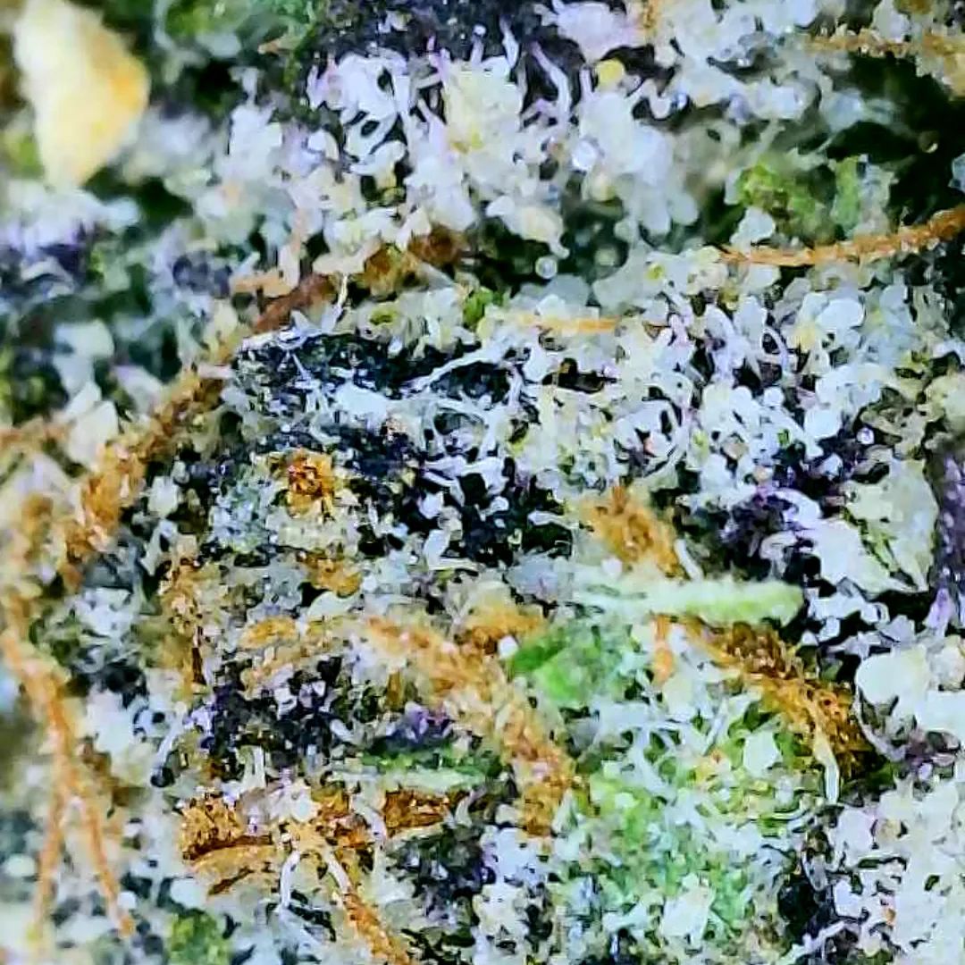 Strain Review: Blueberry Gelato by Mad Cow NJ - The Highest Critic