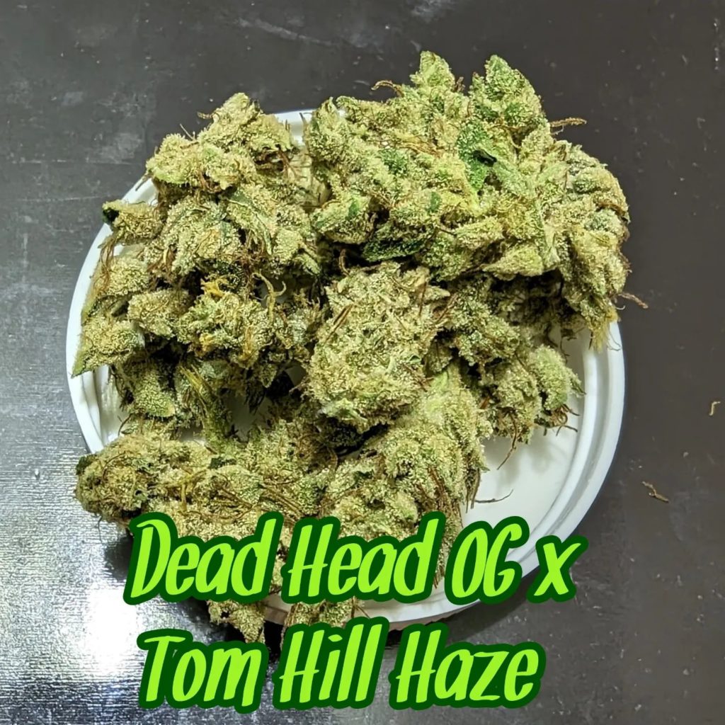 dead head og x tom hill haze by breakwater strain review by njmmjguy 2