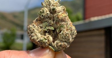durban poison x paris og by a golden state strain review by rollingwithsix