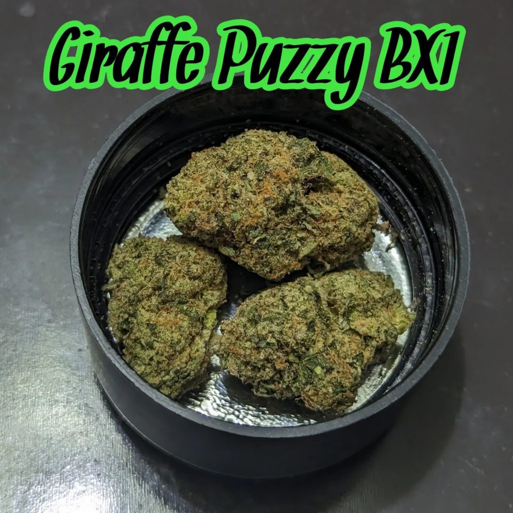 giraffe puzzy bx1 by doja exclusive strain review by njmmjguy