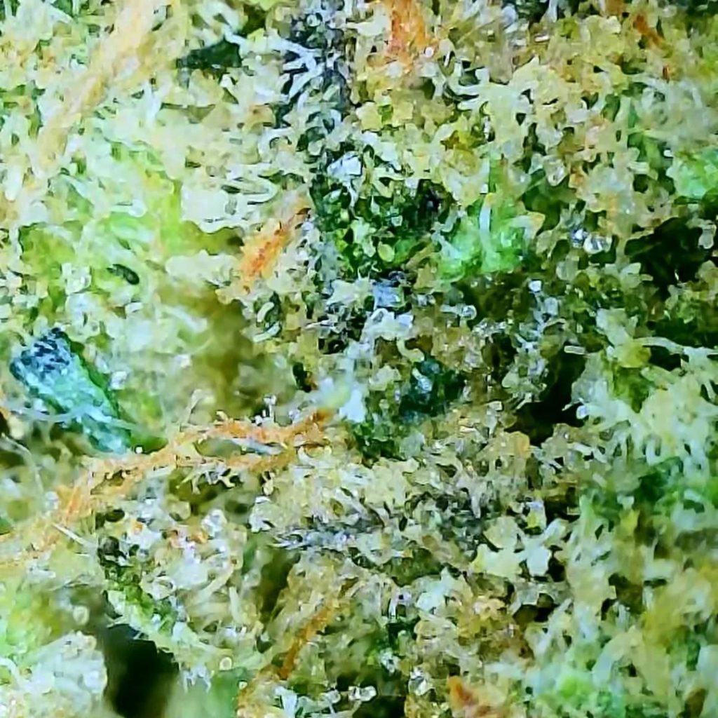 giraffe puzzy bx1 by doja exclusive strain review by njmmjguy 2