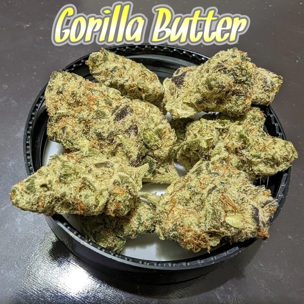 gorilla butter from alternative mindz strain review by njmmjguy