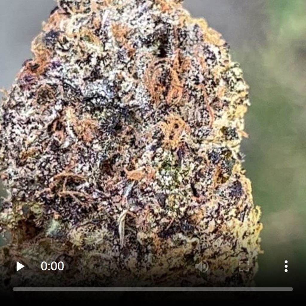 milky belts by teds budz strain review by thethcspot