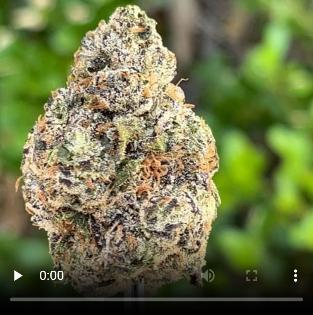 nerds xo by the bread factory sf strain review by thethcspot 2