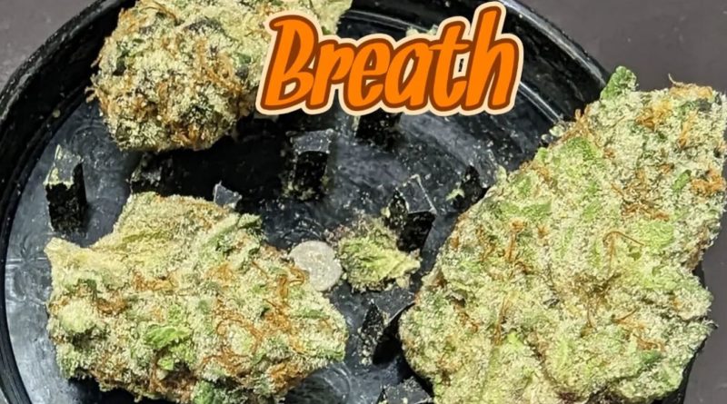 peanut butter breath by breakwater strain review by njmmjguy