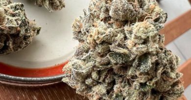 pinky's by holyterps garden strain review by jeanroulin_420