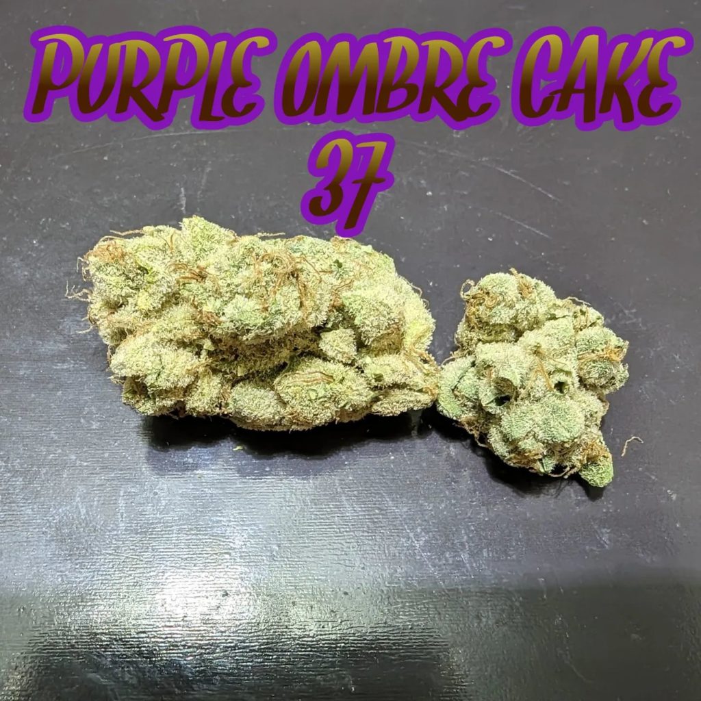 purple ombre cake 37 by breakwater strain review by njmmjguy