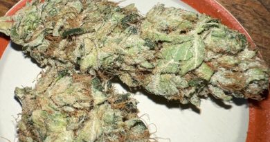 rocket fuel by cross 4 objectif strain review by jeanroulin_420