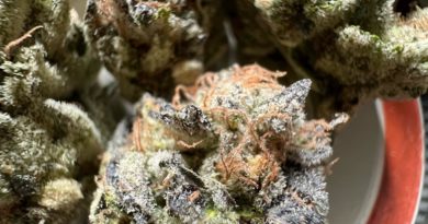 royal oak by califrenchbrow strain review by jeanroulin_420 2