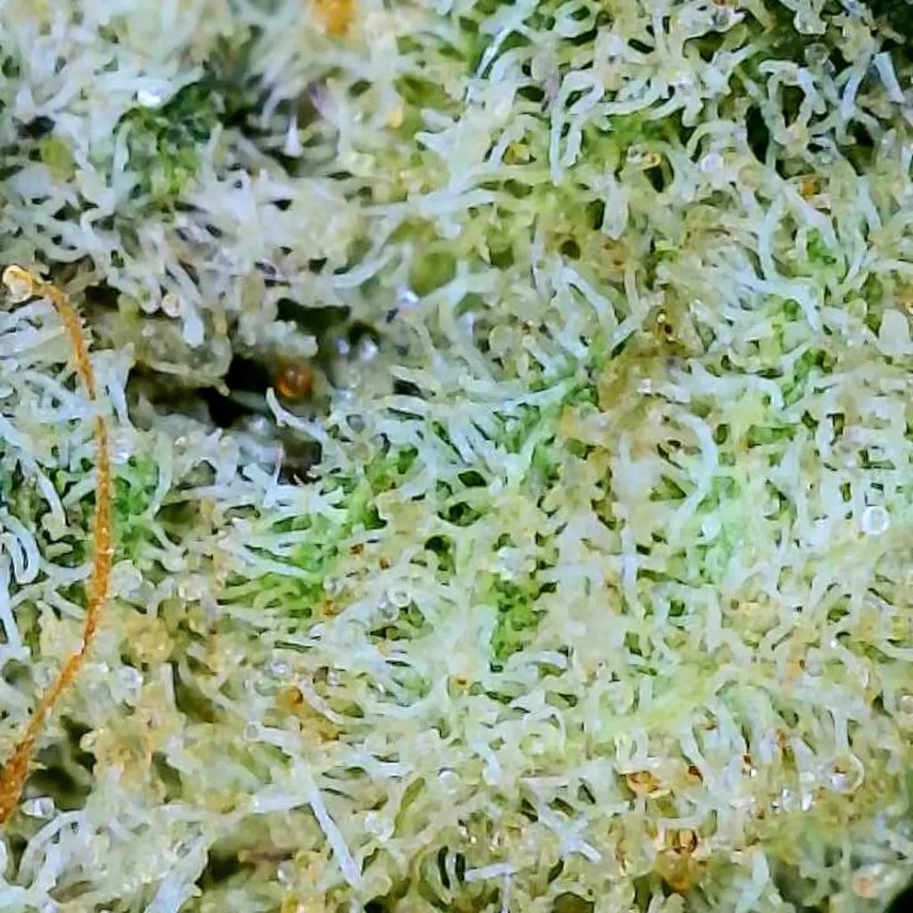 shadow rose by the undrwrld collective strain review by njmmjguy 2