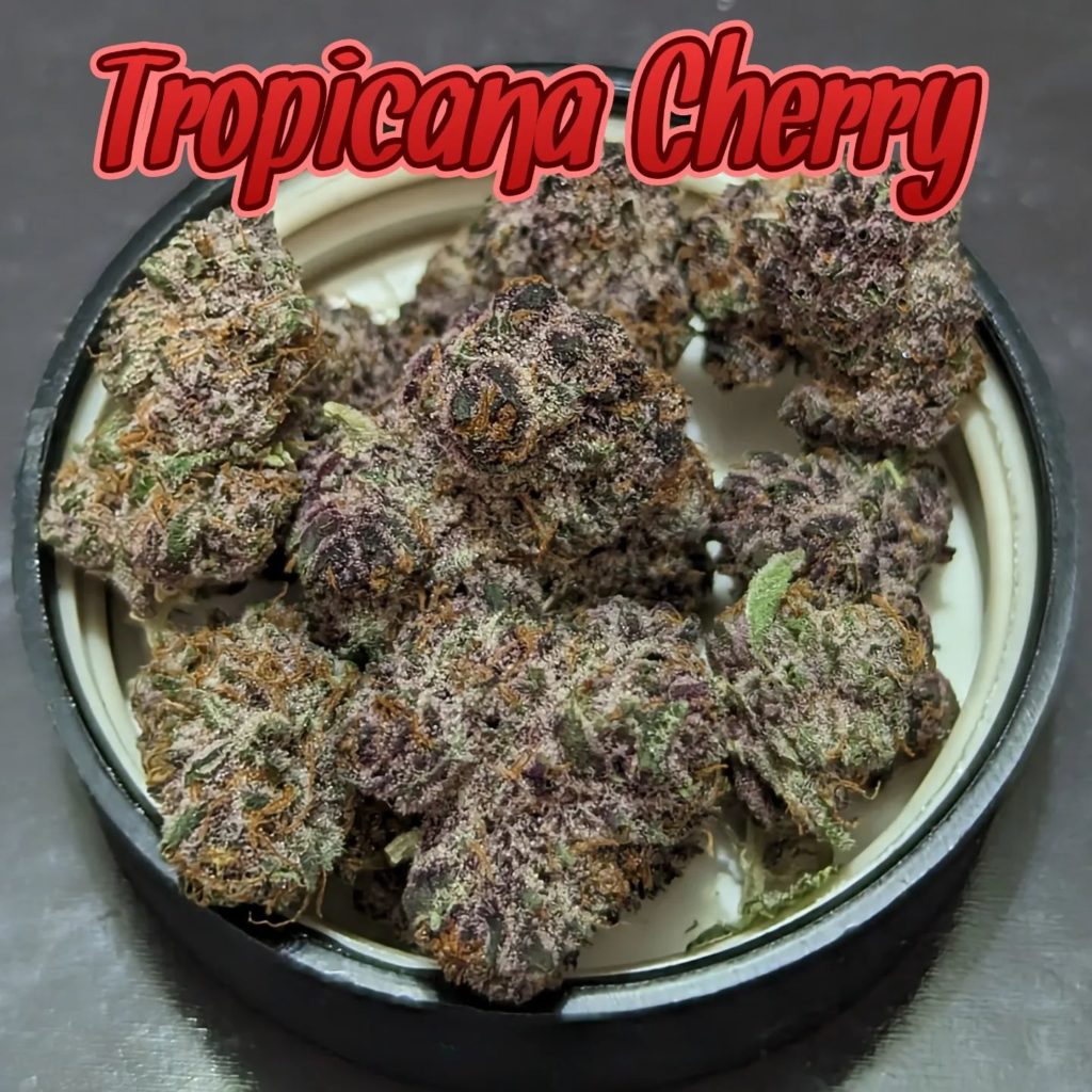 tropicana cherry by five point farm strain review by njmmjguy