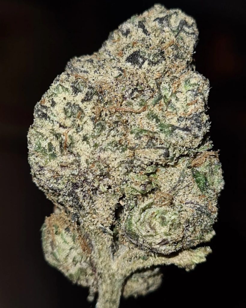 zanzibar by cannatique x the world is yours strain review by cannoisseurselections 2