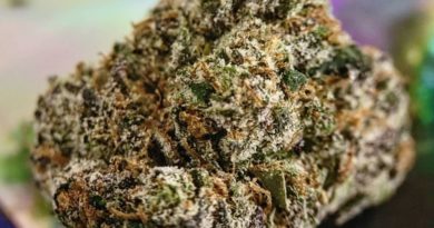 dirty zprite by powerline strain review by chauncey_thecannaseur