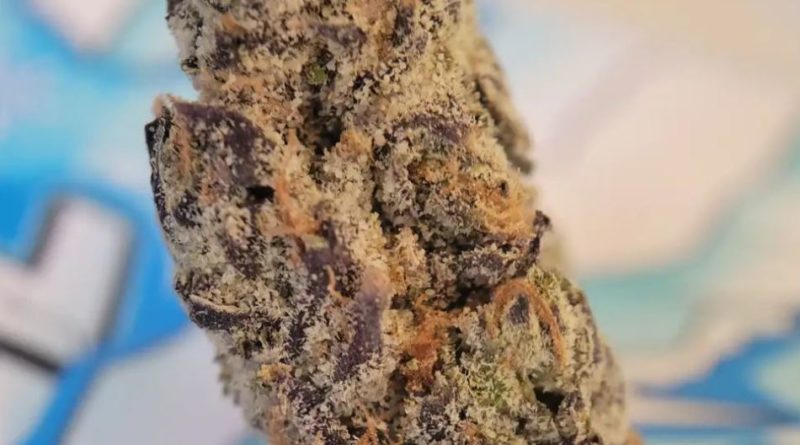 frozen fuel by b-eazy buds strain review by chauncey_thecannaseur