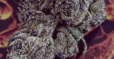 graza by powerline strain review by chauncey_thecannaseur