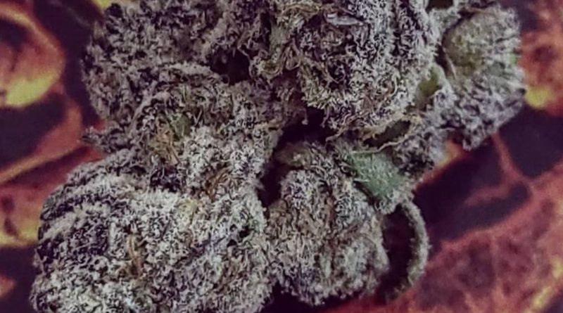 graza by powerline strain review by chauncey_thecannaseur