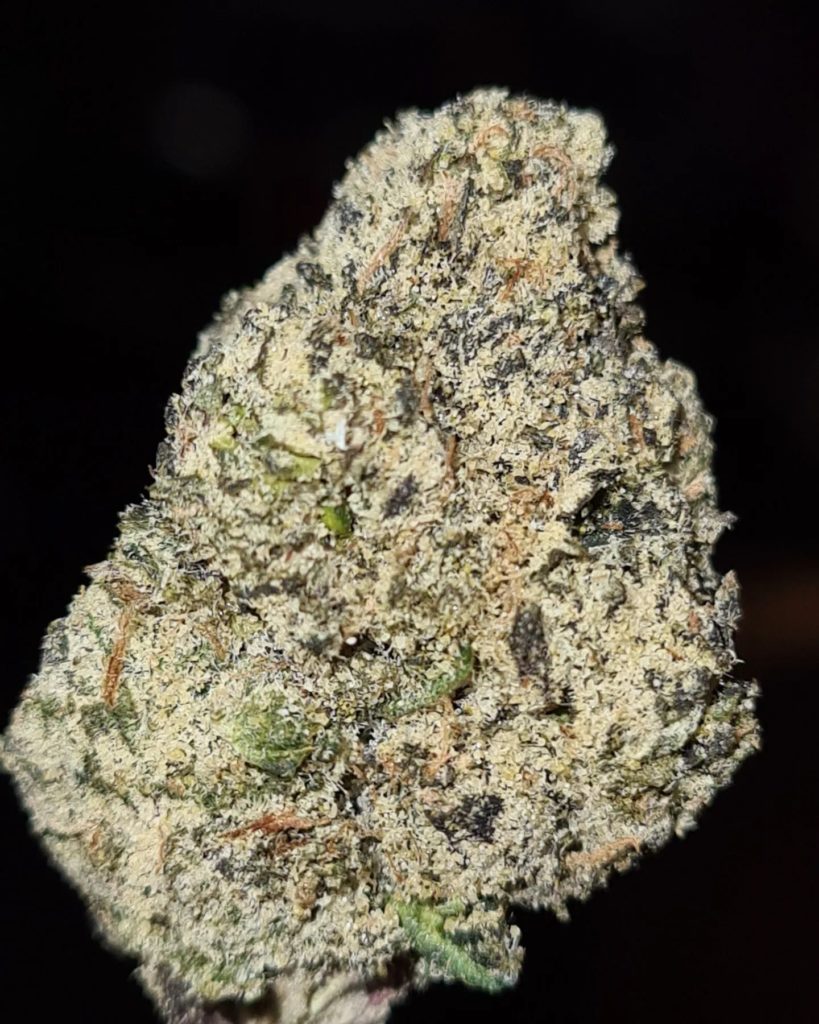 gulab jamun by cannatique strain review by cannoisseurselections 3