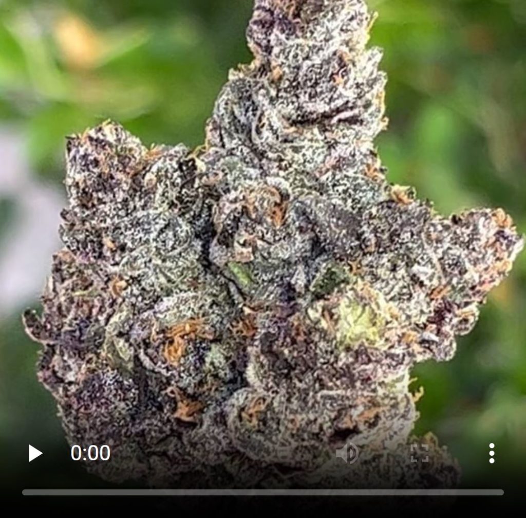 lemon cherry guava by the finest farms strain review by thethcspot2