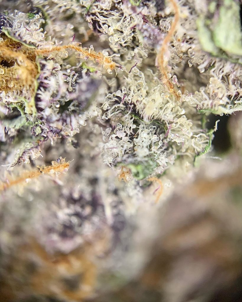 mox ruby by green clover farm strain review by pnw.chronic