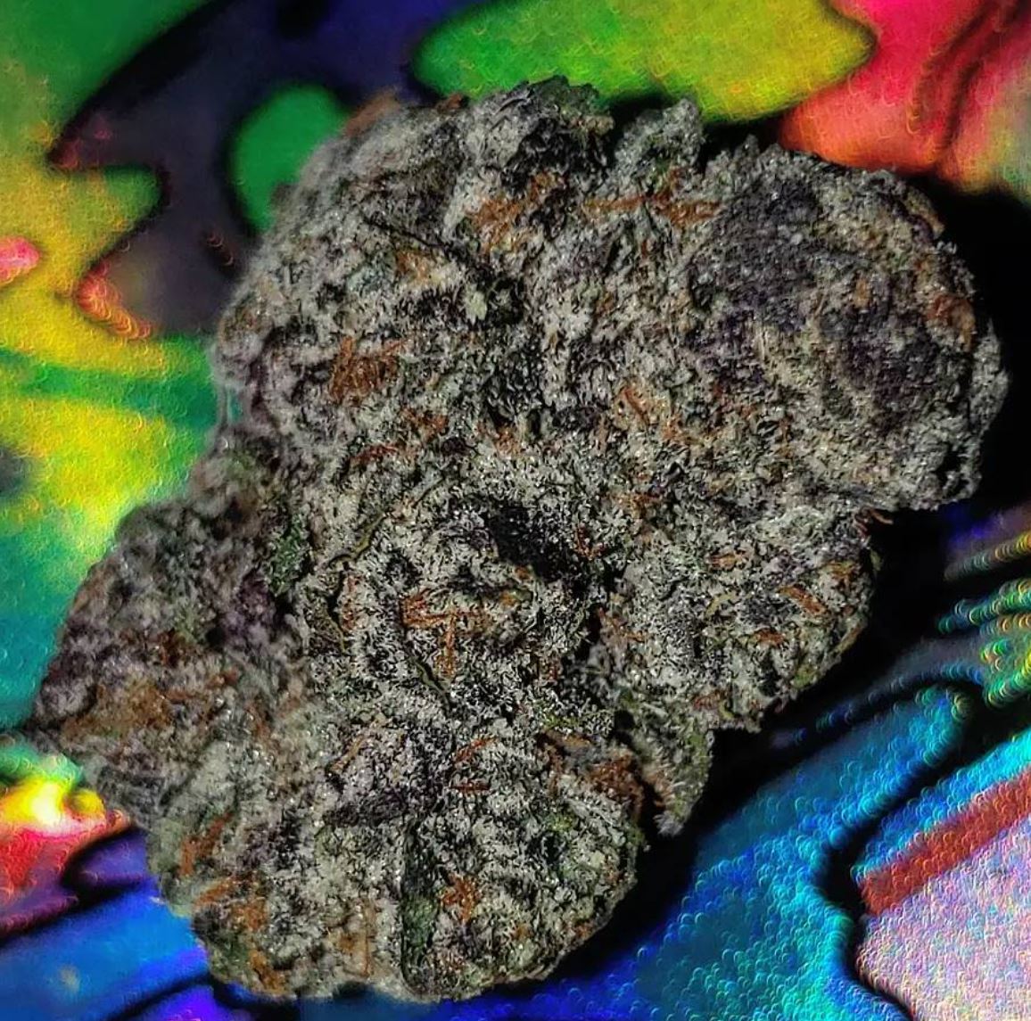 Strain Review: Oil Spill by B-Eazy Buds - The Highest Critic