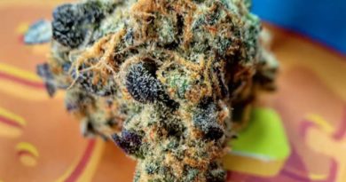 pancakes by redwood cultivation strain review by chauncey_thecannaseur