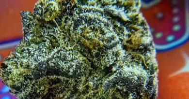 pizazz by b-eazy buds strain review by chauncey_thecannaseur