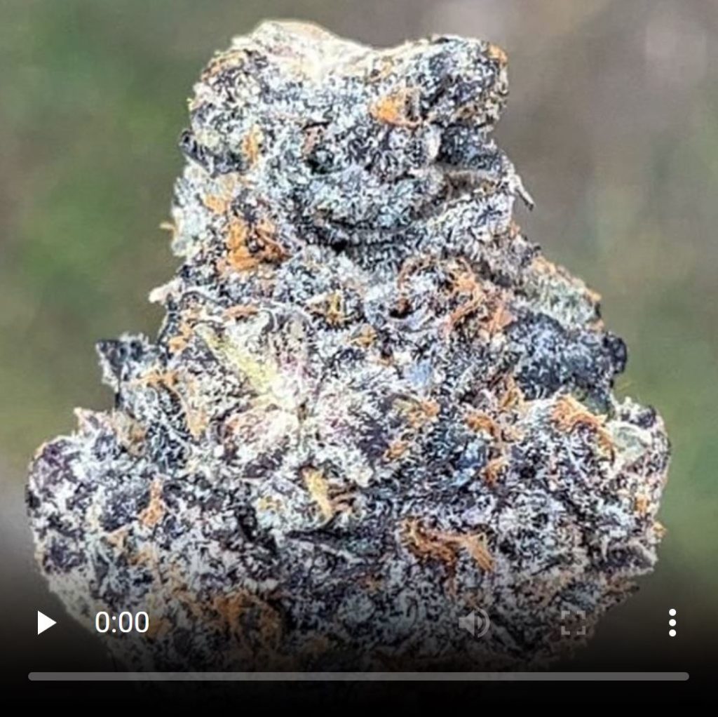 rainbow jobstoppers by the smokers club strain review by thethcspot