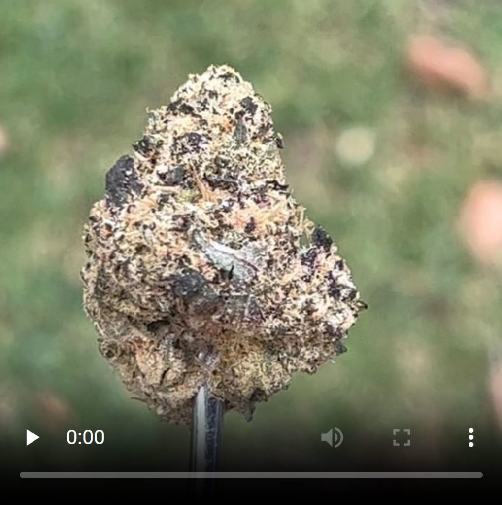 sherbanger by king sour wavez strain review by thethcspot