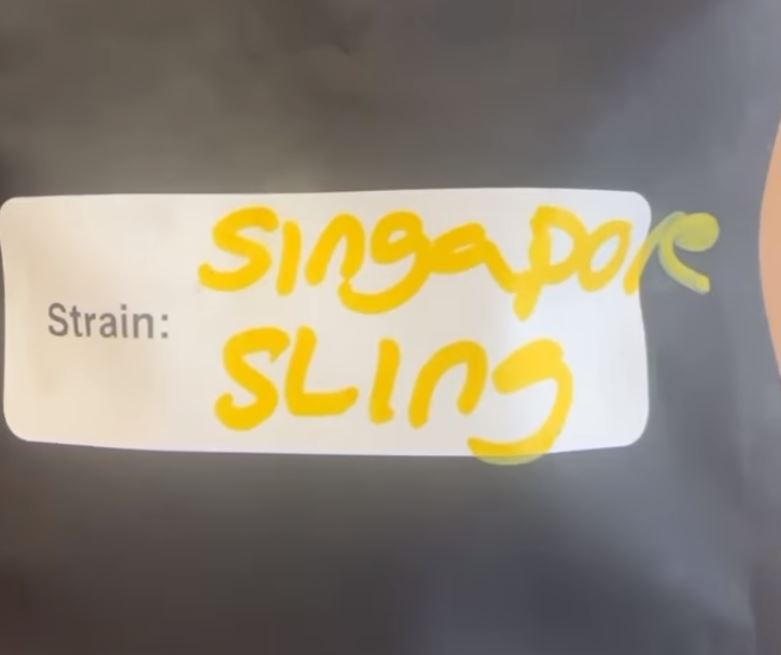 singapore sling by terpy gems strain review by letmeseewhatusmokin 2