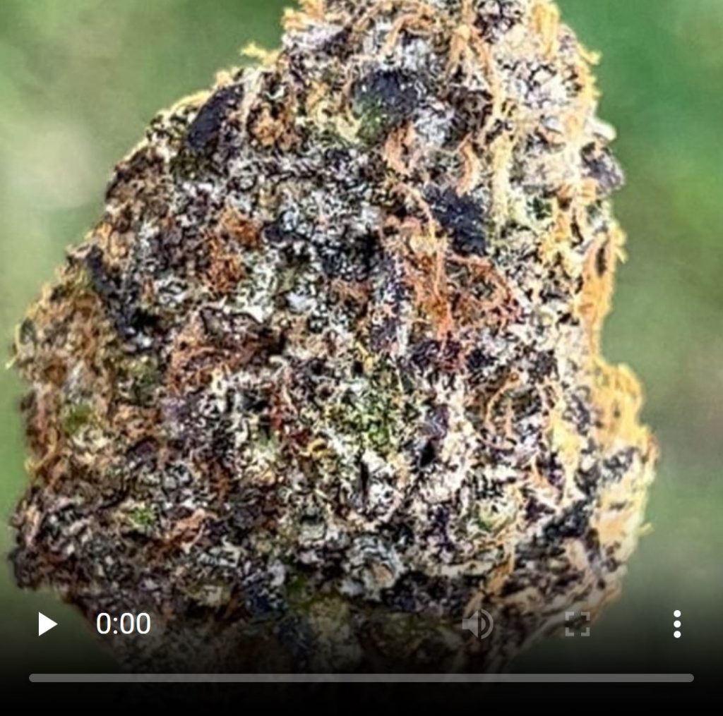 toasted marshmallowz by the smokers club strain review by thethcspot 2