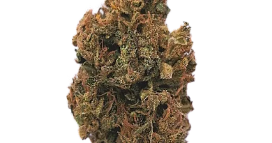 zkittlez by dreamland organics strain review by caleb chen