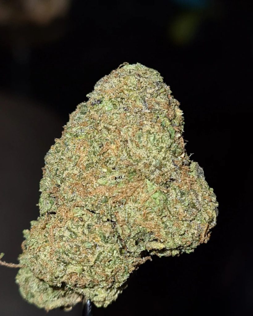 zucchini by gelato kid strain review by cannoisseurselections