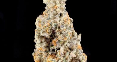 biscotti pie by high noon cultivation strain review by pnw.chronic 2.jpg