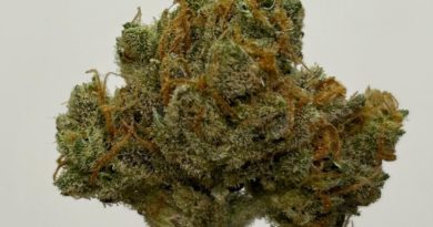 super lemon haze by familyfarms619 strain review by cali_bud_reviews