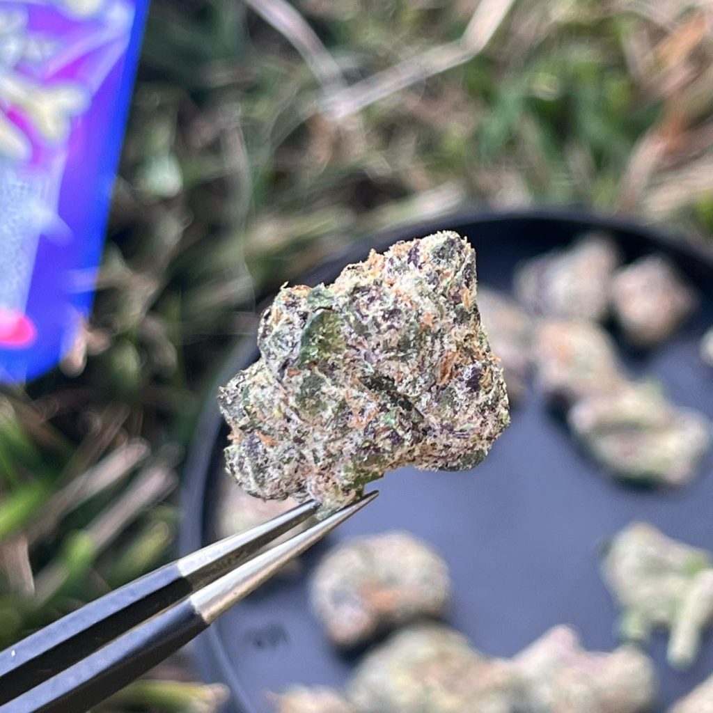 bones n berries by magical botanicals x bee high collective strain review by averagejoeweedreviewsnj