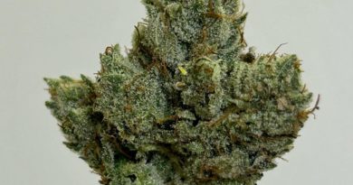 gg4 by boykin strain review by cali_bud_reviews