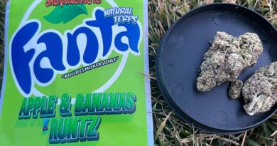 green apple fanta by skunkpackboyz strain review by averagejoeweedreviewsnj 2.jpg