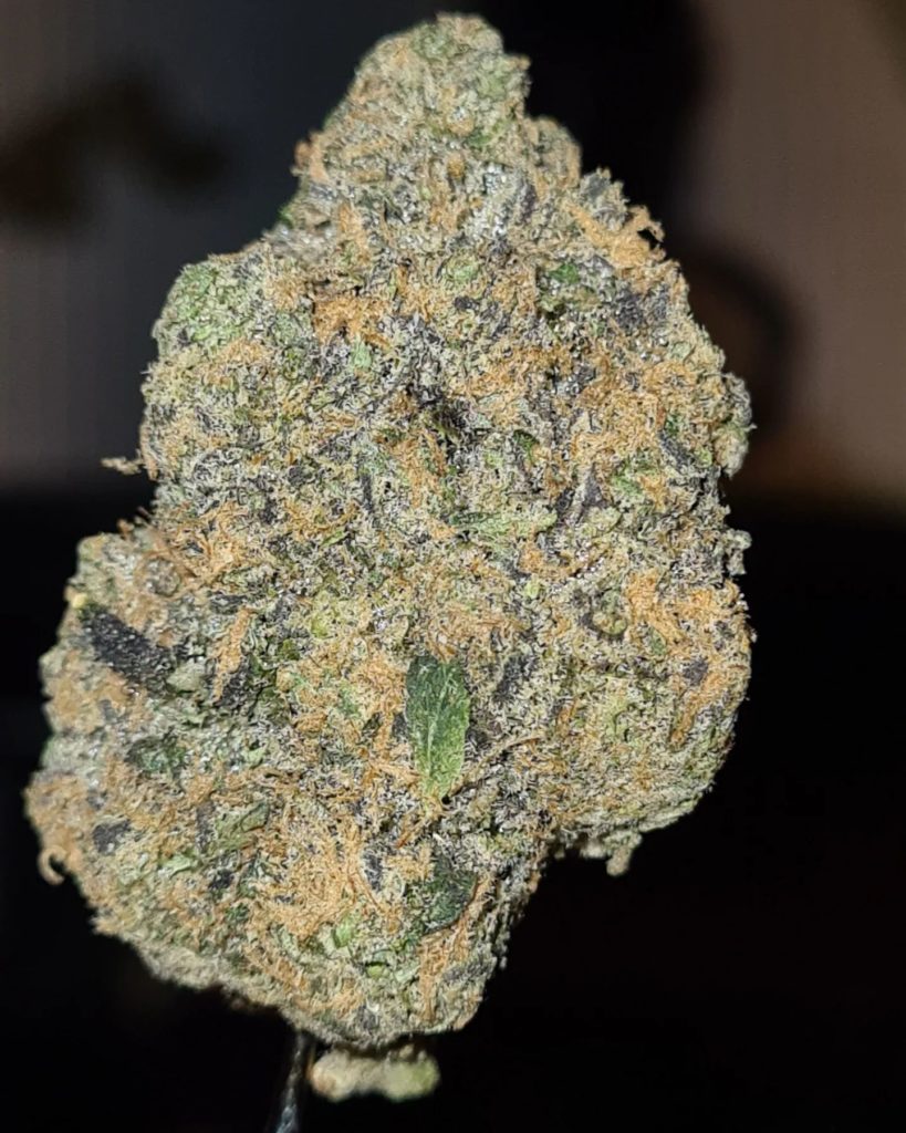 gucci cheez by exotic brs strain review by cannoisseurselections