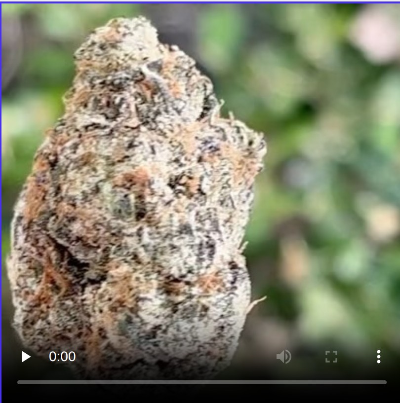 puntini frutti tropicali by capos cush strain review by thethcspotreviewer