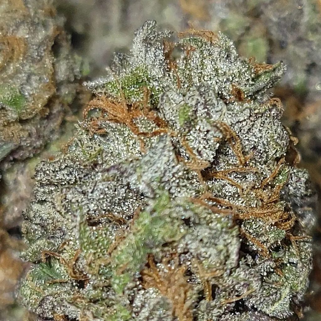 purple urkle by third eye organics strain review by chauncey_thecannaseur