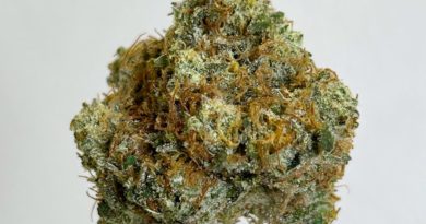 wet paint by boykin strain review by cali_bud_reviews