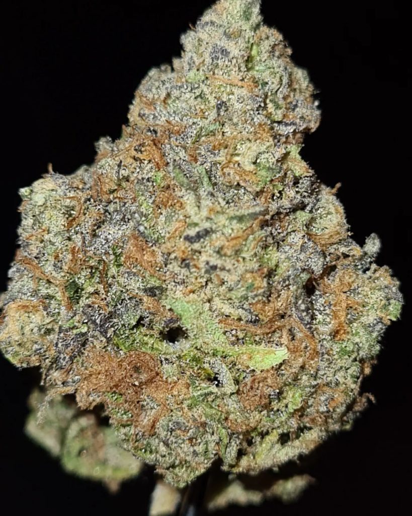 bazquiat by the association strain review by cannoisseurselections