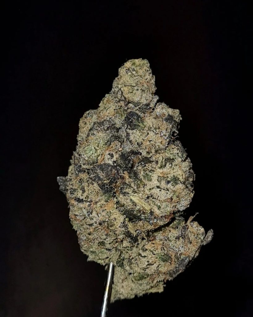 blue cheese by jungle boys strain review by cannoisseurselections