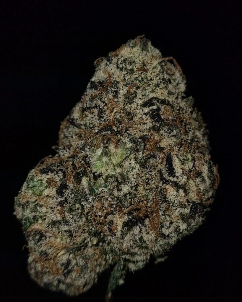 bolo 2023 by life is not grape strain review by cannoisseurselections