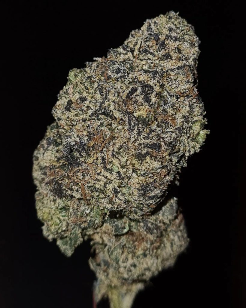 cranberry sauce by zaba cannabis co strain review by cannoisseurselections