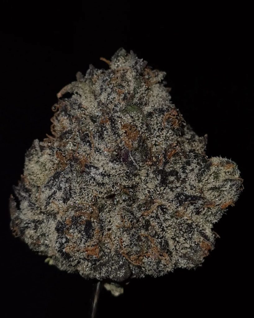 dosikiller by jungle boys strain review by cannoisseurselections