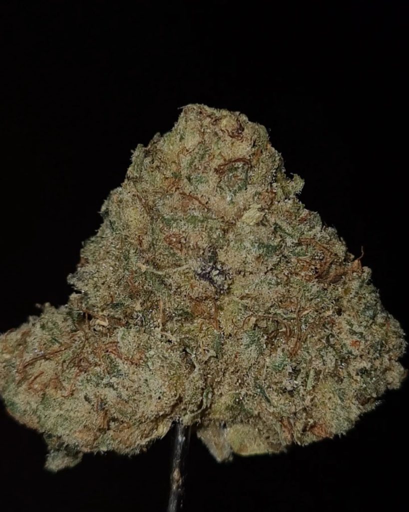 fujiwhara by jungle boys strain review by cannoisseurselections