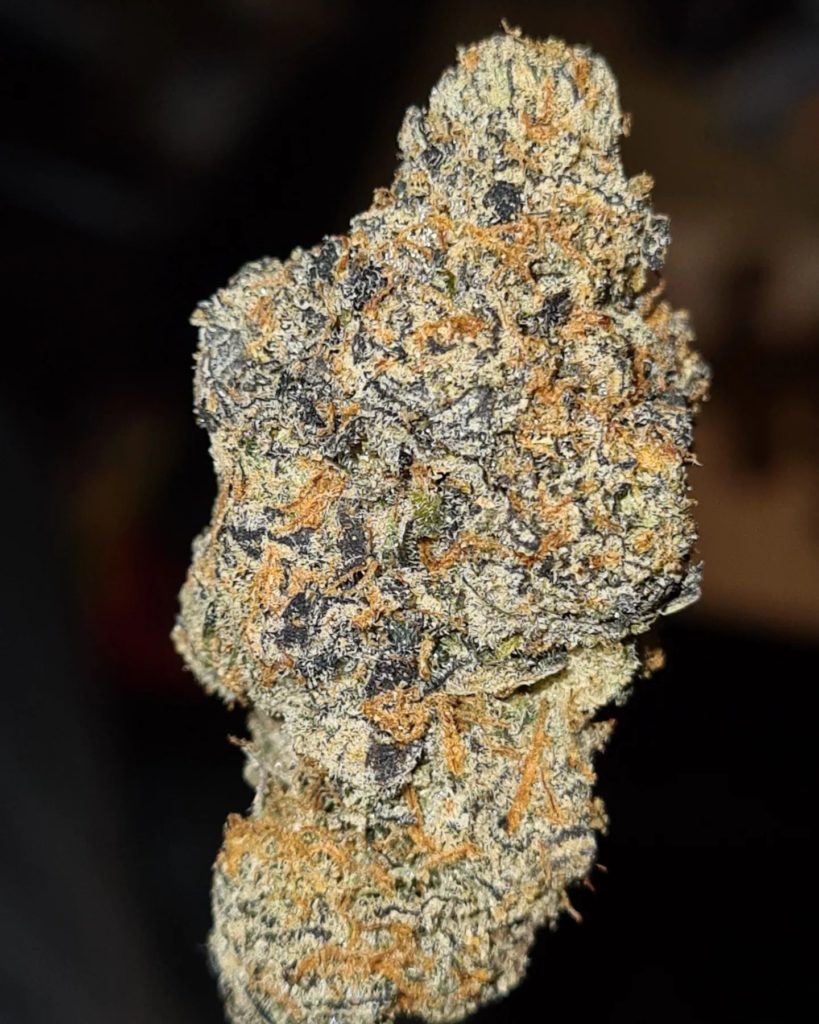 glato connected cut by the baydestrians strain review by thecannoisseurselections