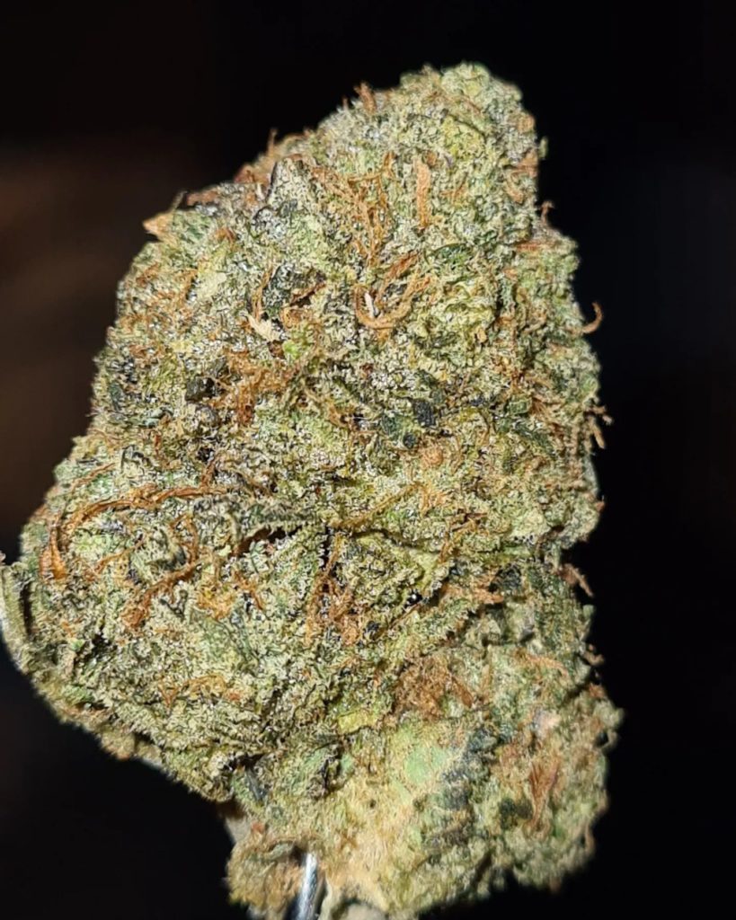 original z by doja pak strain review by cannoisseurselections