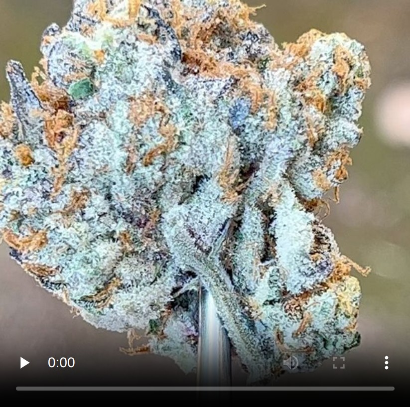 peanut butter scotti by teds budz strain review by thethcspot